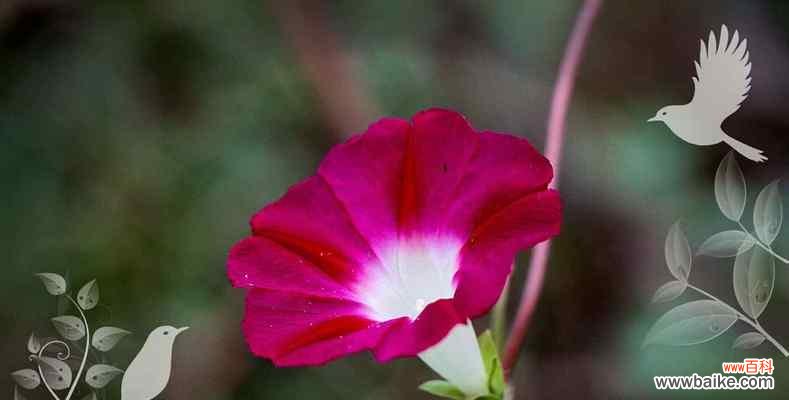 喇叭花花语揭示的生活智慧与情感力量 喇叭花