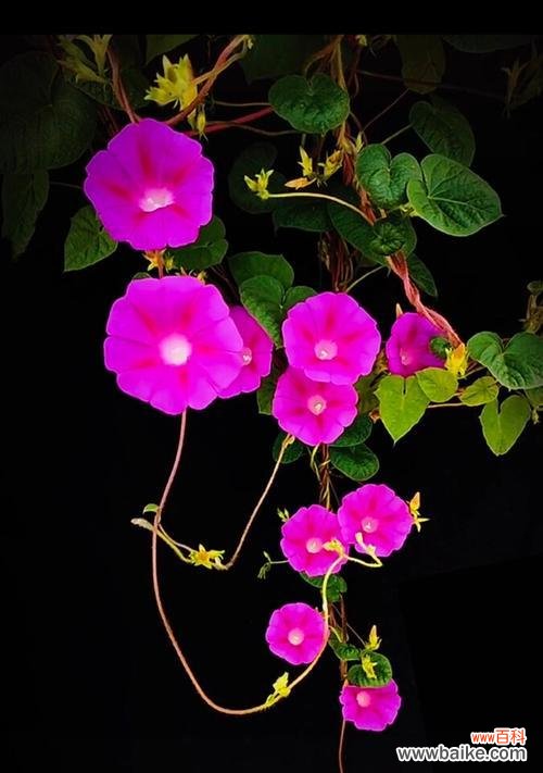 喇叭花花语揭示的生活智慧与情感力量 喇叭花