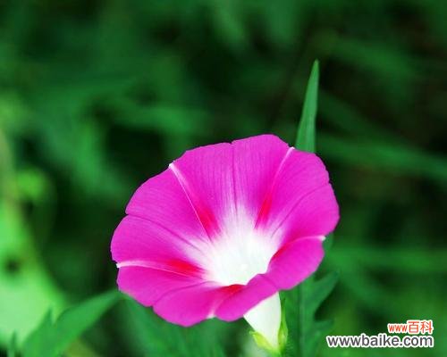 喇叭花花语揭示的生活智慧与情感力量 喇叭花