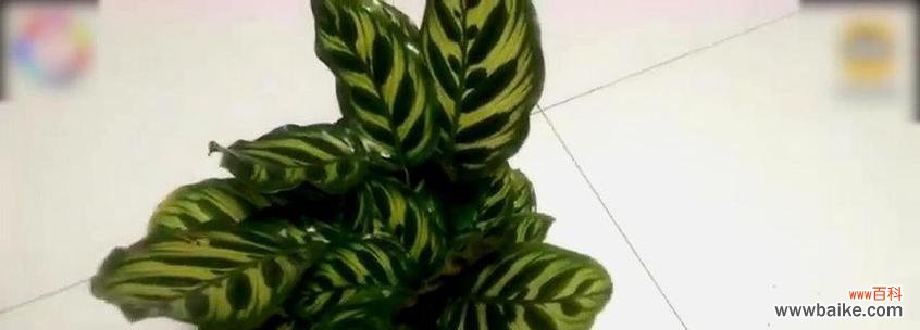 揭秘孔雀竹芋的神秘花语,传递美好寓意 孔雀竹芋的花语与意义