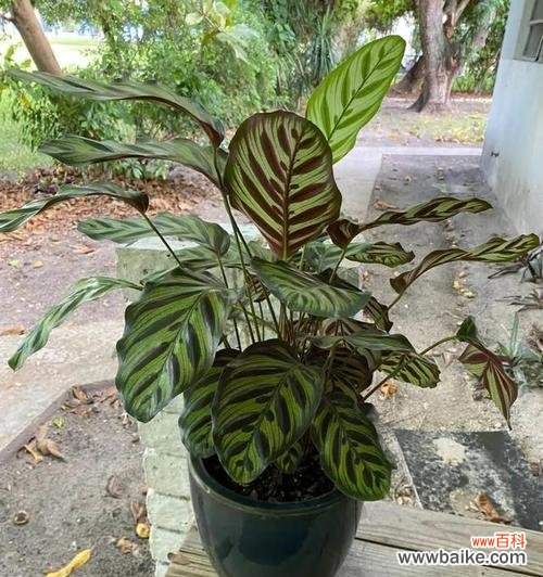 揭秘孔雀竹芋的神秘花语,传递美好寓意 孔雀竹芋的花语与意义