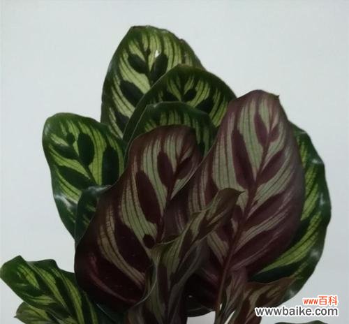 揭秘孔雀竹芋的神秘花语,传递美好寓意 孔雀竹芋的花语与意义