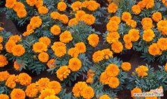 探寻孔雀草花语的意义与启示 孔雀草的花语与美丽传说