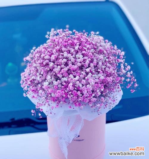 蓝色满天星,花海中的美丽守护者 蓝色满天星的花语与意义