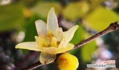 腊梅，寓意勇气、希望与坚韧 寒冬中的希望与温暖——腊梅的花语与象征