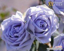 神秘的蓝色，诗意的月季 以蓝色月季花语象征与寓意