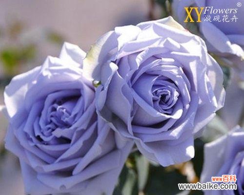 神秘的蓝色，诗意的月季 以蓝色月季花语象征与寓意