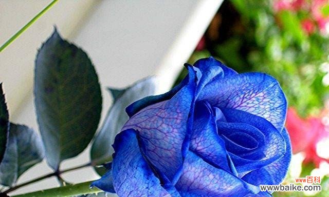 神秘的蓝色，诗意的月季 以蓝色月季花语象征与寓意