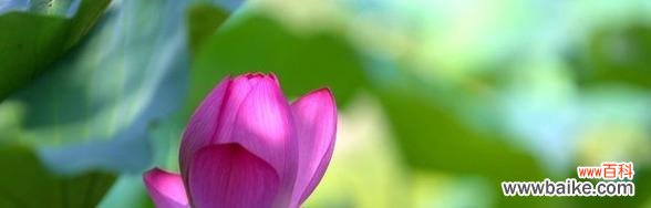 揭示莲花所代表的意义与象征 以莲花的花语是什么