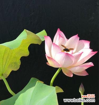 揭示莲花所代表的意义与象征 以莲花的花语是什么