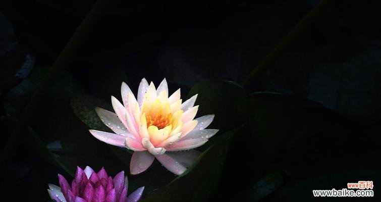 揭示莲花所代表的意义与象征 以莲花的花语是什么