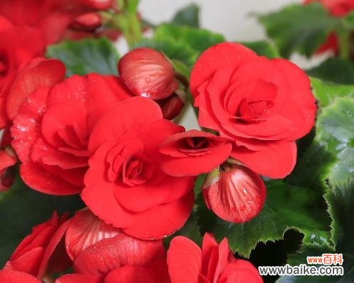 以丽格海棠的花语与寓意，解读生命与希望的奇迹 丽格海棠