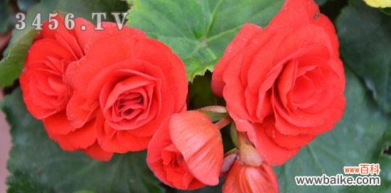 以丽格海棠的花语与寓意，解读生命与希望的奇迹 丽格海棠