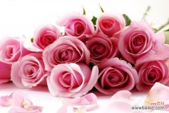 十一朵粉色玫瑰花传达的情感与寓意 粉色玫瑰花的意义和象征