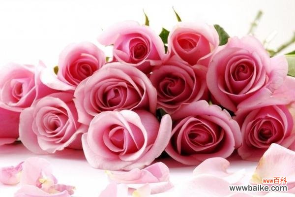 十一朵粉色玫瑰花传达的情感与寓意 粉色玫瑰花的意义和象征