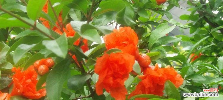 红色的诱惑 石榴花语与寓意