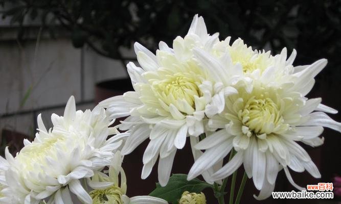 传递友谊之美 十种代表友情的花