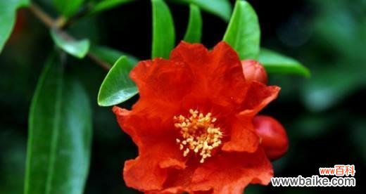 探寻石榴花开放的含义 石榴花的花语与寓意