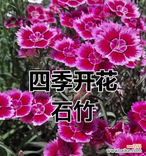 白花语石竹花的花语有何含义?