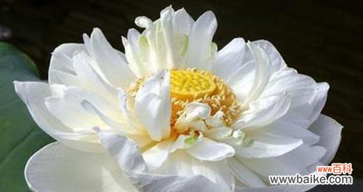 芙蓉雪莲花的花语有何特别之处?