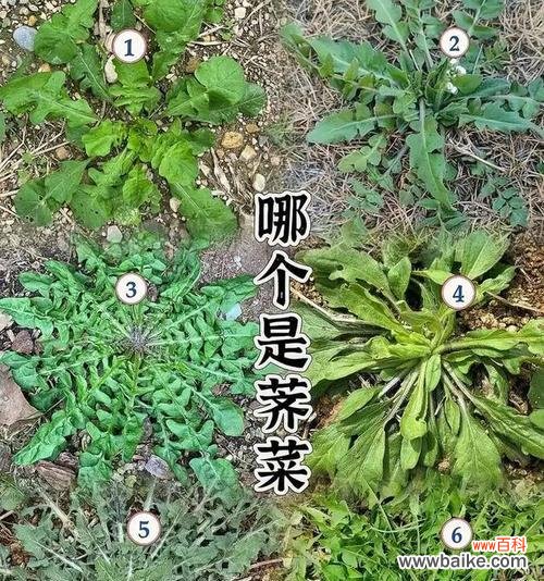 剂菜的花语有何特别之处?