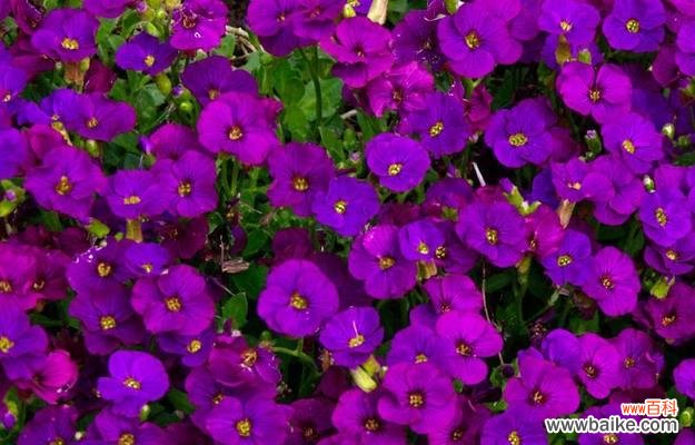 剂菜的花语有何特别之处?