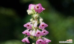 蒜石花的花语代表什么？