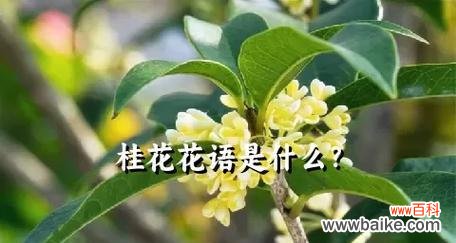 桂花树枝的花语有何特别之处?
