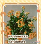 花与花的花语有哪些区别？