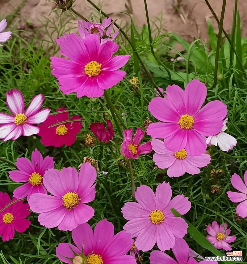 百日花的花语有哪些寓意?