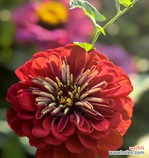 百日花的花语有哪些寓意?