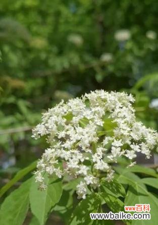 接骨木的花语代表什么?