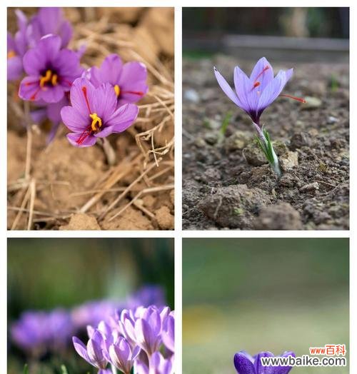 藏红花的花语代表什么?