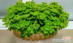 一抺香的花语有何特别之处？