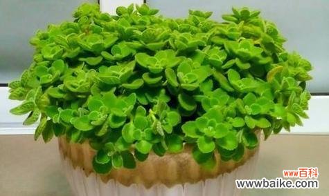 一抺香的花语有何特别之处?