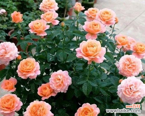 混色月季的花语有何含义?