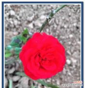 混色月季的花语有何含义？