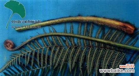 金毛狗的花语有何特别之处?