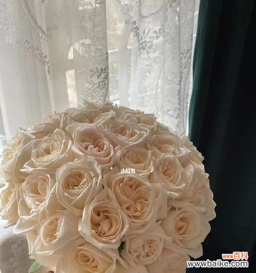 探寻荔枝玫瑰的浪漫花语与美丽魅力 荔枝玫瑰的花语与魅力