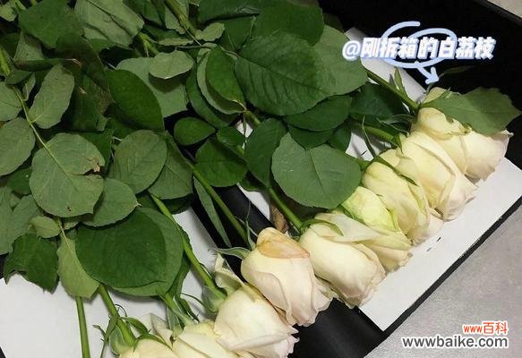 探寻荔枝玫瑰的浪漫花语与美丽魅力 荔枝玫瑰的花语与魅力