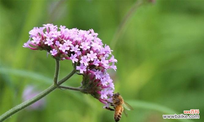 探索柳叶马鞭草的花语，让美丽的轨迹流淌 柳叶马鞭草的花语与美丽之旅