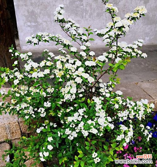 探秘菱叶绣线菊的花语和魅力 菱叶绣线菊