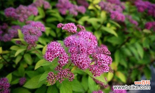 探秘菱叶绣线菊的花语和魅力 菱叶绣线菊