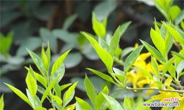 用花言巧语，诉说连翘的情感和祝福 连翘花语的深意