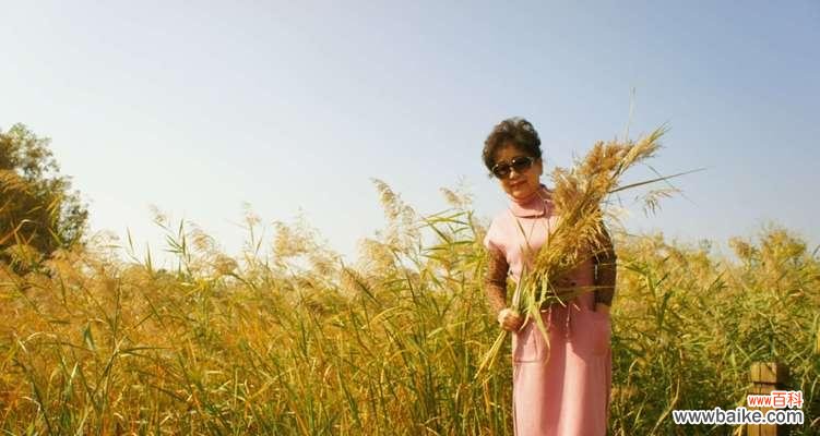 探寻芦苇的寓意与象征 芦苇的花语——坚韧与自由