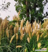 探寻芦苇的寓意与象征 芦苇的花语——坚韧与自由