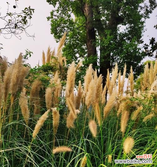 探寻芦苇的寓意与象征 芦苇的花语——坚韧与自由