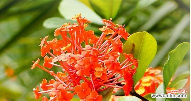破茧重生,坚韧不拔的力量 以龙船花的花语和寓意