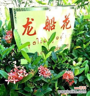 破茧重生,坚韧不拔的力量 以龙船花的花语和寓意