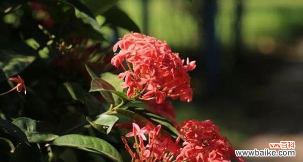 破茧重生,坚韧不拔的力量 以龙船花的花语和寓意